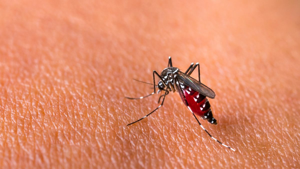Kenali Perbedaan DBD dan Chikungunya