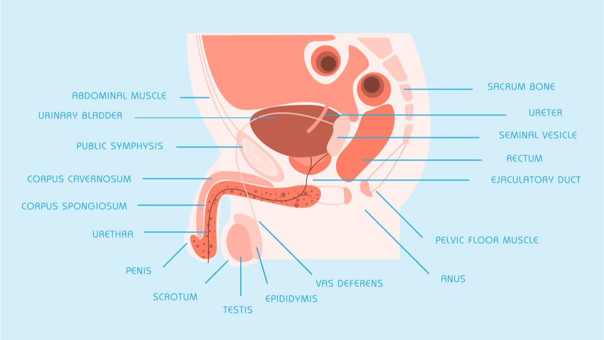 Fakta Tentang Organ Reproduksi Pria yang Perlu Anda Tahu