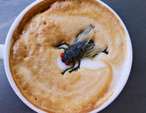 Lalat Masuk ke dalam Minuman, Amankah Dikonsumsi?