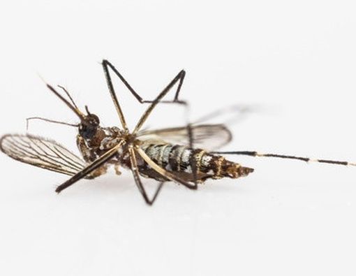 Bandelnya Aedes Aegypti, Nyamuk Penyebab Dengue