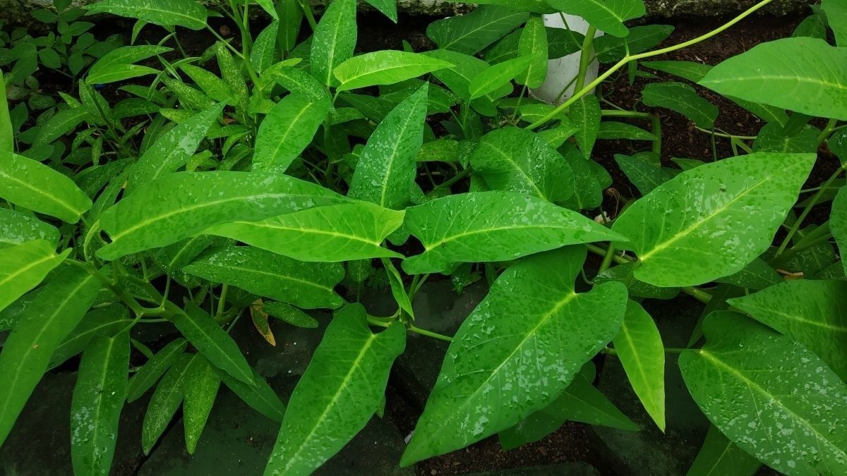 Kangkung untuk MPASI anak di bawah 1 Tahun, Bolehkah?