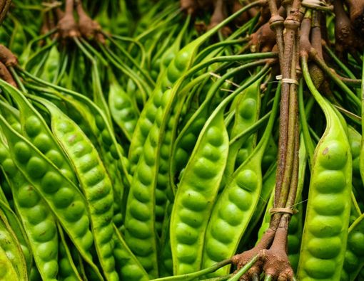 Menyingkap Manfaat Petai untuk Kesehatan Ginjal