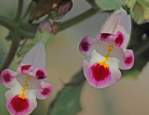 Manfaat Tumbuhan Devil's Claw untuk Kesehatan