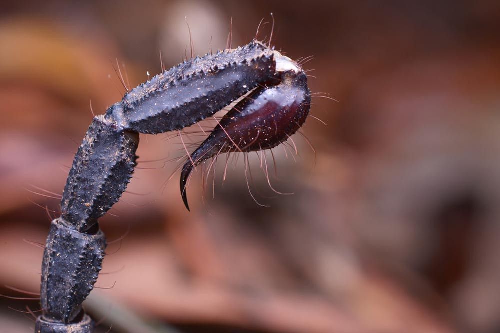 Ini yang Terjadi pada Tubuh Jika Tersengat Kalajengking