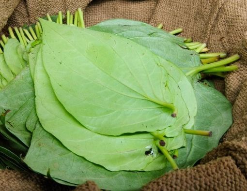 Awas, Menyirih Bisa Jadi Faktor Risiko Kanker Mulut