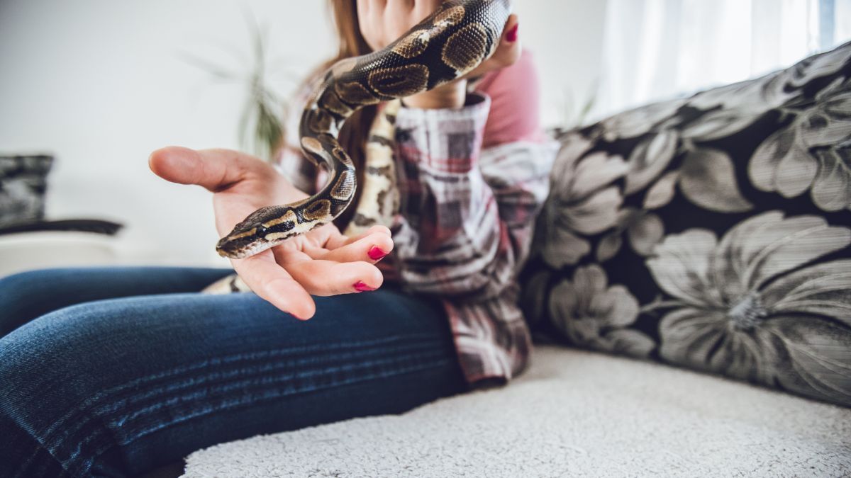 7 Bahaya Memelihara Hewan Buas dan Liar di Rumah