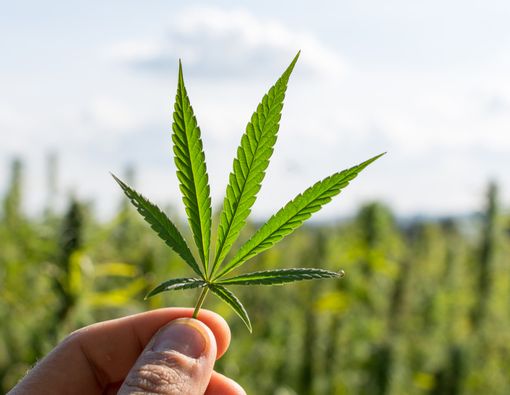 Komisi PBB Anggap Ganja Tak Berbahaya, Ini Manfaat Medisnya