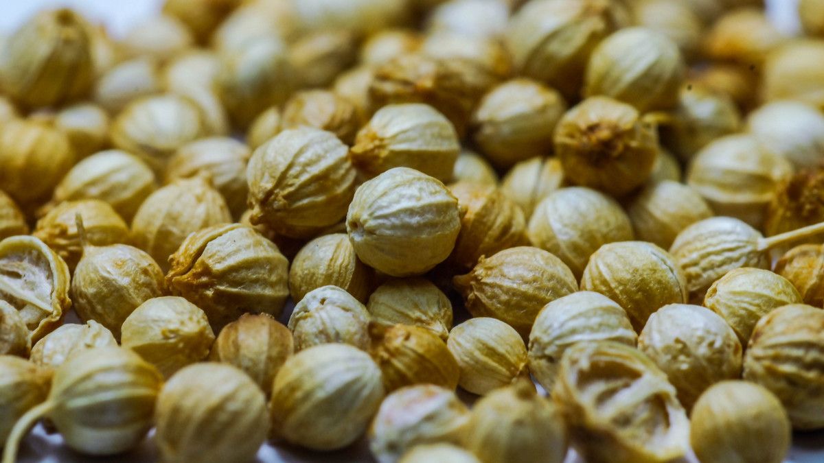 Manfaat Air Rebusan Ketumbar bagi Kesehatan