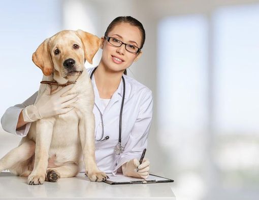 Siapa Saja yang Perlu Vaksin Rabies?