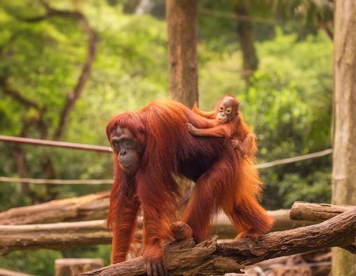5 Tempat Liburan Anak Yang Menyehatkan di Jakarta