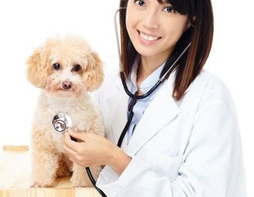 5 Keuntungan Memiliki Hewan Peliharaan