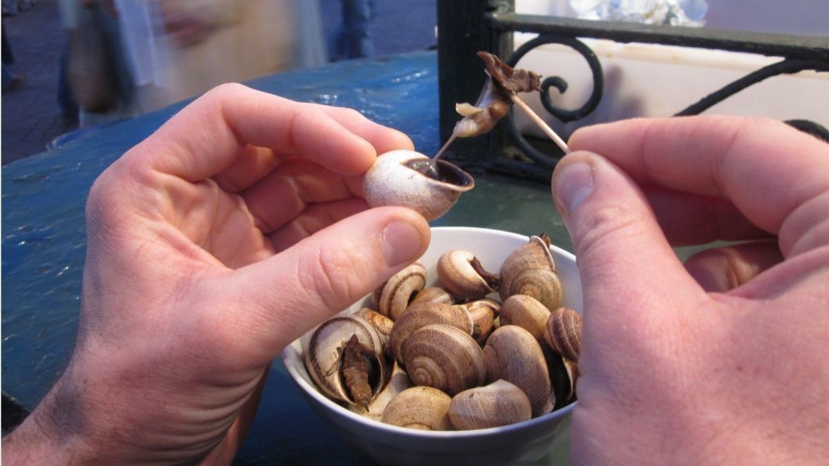 Manfaat Konsumsi Bekicot untuk Tingkatkan Kesuburan Pria