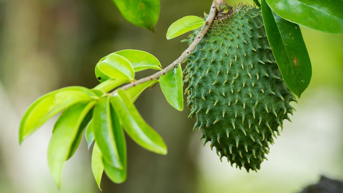 Amankah Mengobati Jerawat dengan Daun Sirsak?
