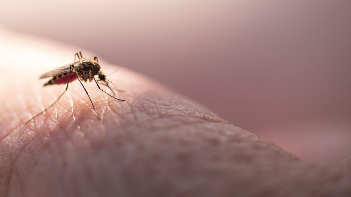 6 Tanda Anda Alergi Gigitan Nyamuk
