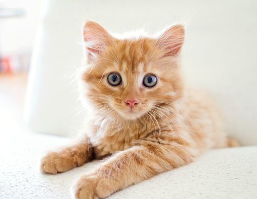 Mengetahui Penyebab, Ciri, dan Cara Mengobati Kucing Demam