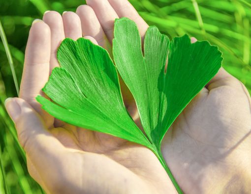 Efektifkah Ginkgo Biloba untuk Atasi Kecemasan?