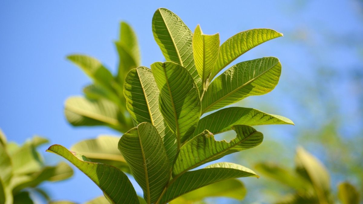 Menilik Manfaat Daun Jambu Biji untuk Kesehatan Gigi - KlikDokter