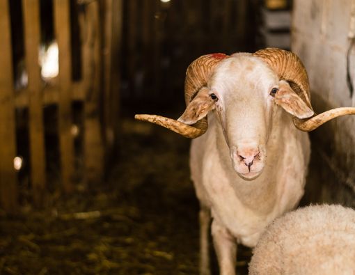 Kiat Sehat dan Aman Konsumsi Daging Kurban