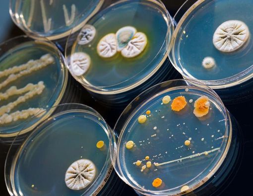 Tidak Semua Bakteri itu Jahat, Lho!