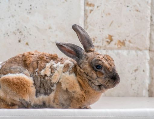 Scabies Pada Kelinci: Penyebab, Gejala, Cara Mengatasinya