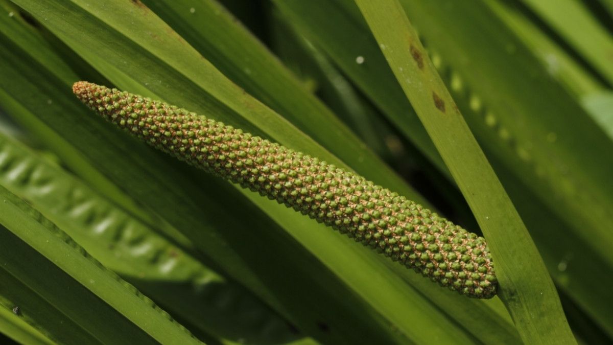Manfaat Jeringau atau Calamus untuk Kesehatan