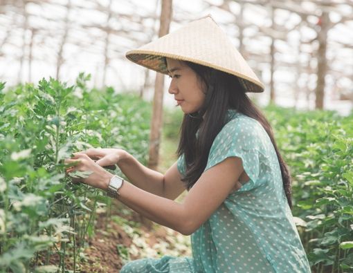 Dampak Positif Berkebun untuk Kesehatan