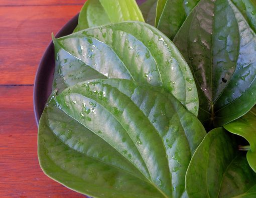 Khasiat Kencur dan Daun Sirih untuk Usir Radang Tenggorokan