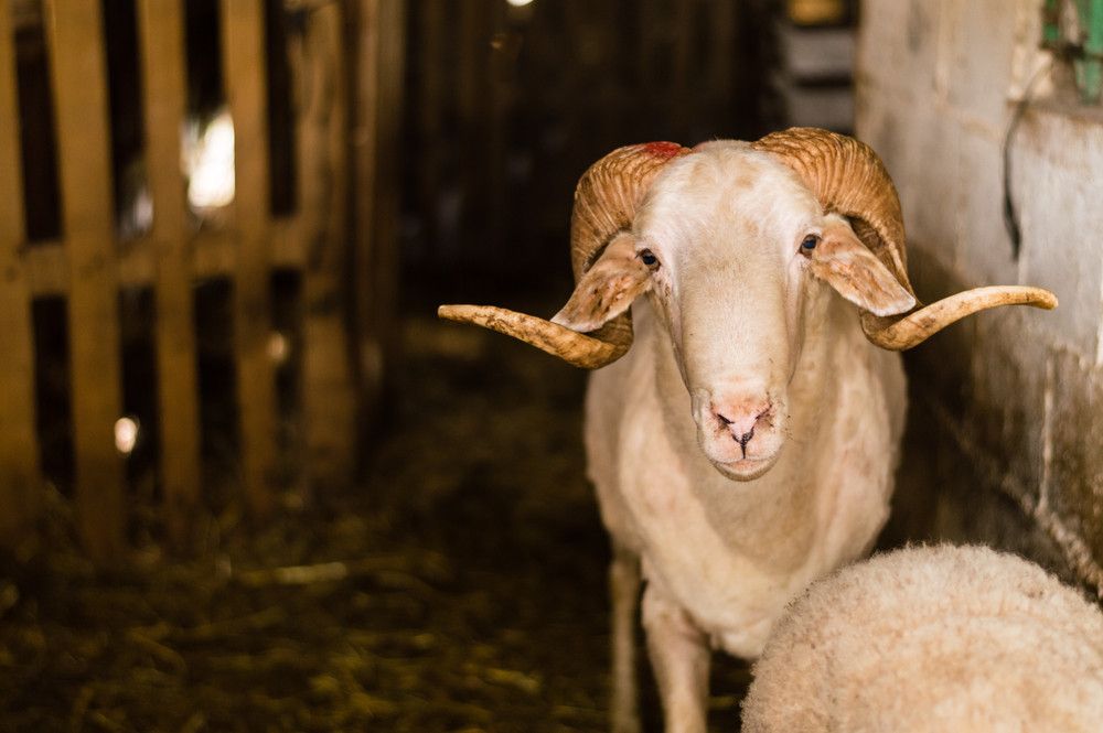 Kiat Sehat dan Aman Konsumsi Daging Kurban