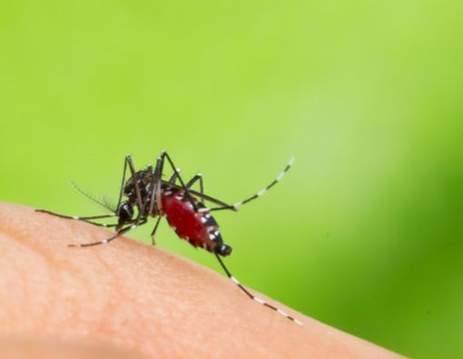 Cukupi Kebutuhan Nutrisi untuk Lawan DBD