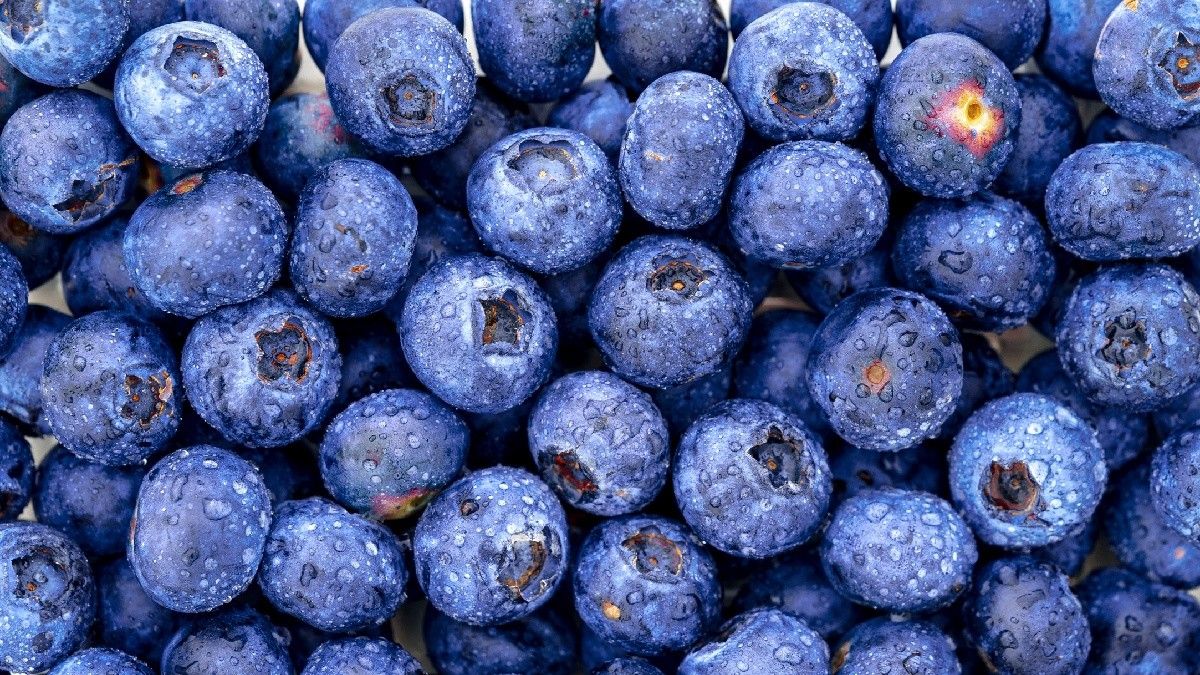 Manfaat Ekstrak Blueberry untuk Cegah dan Obati Kanker