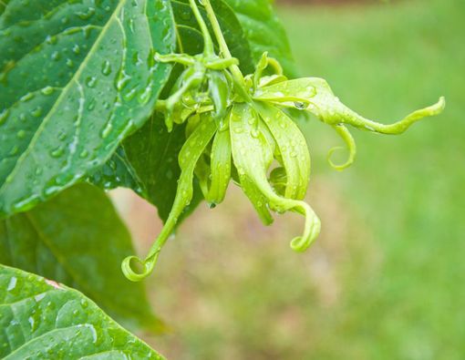 Benarkah Bunga Kenanga Hijau Bisa Sembuhkan Kanker Payudara?