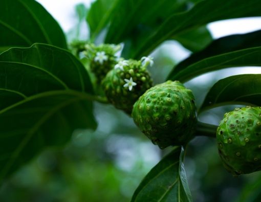 Benarkah Mengkudu Dapat Membantu Mengobati Diabetes?