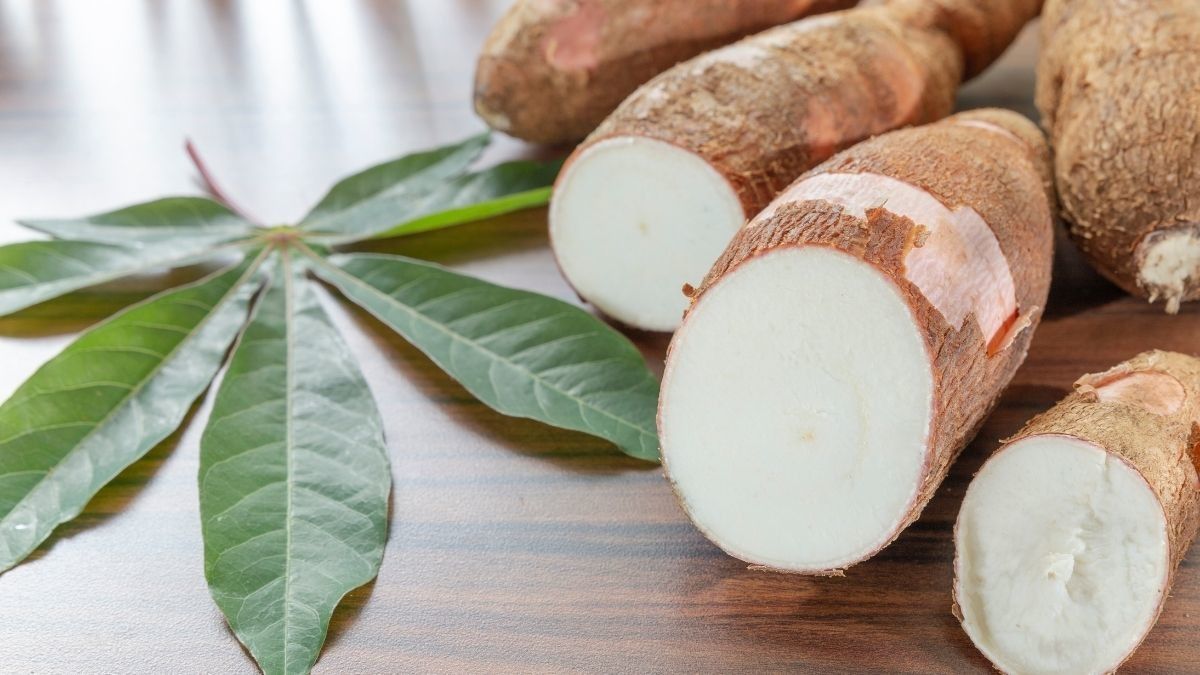 Aturan Mengkonsumsi Singkong untuk Penderita Diabetes