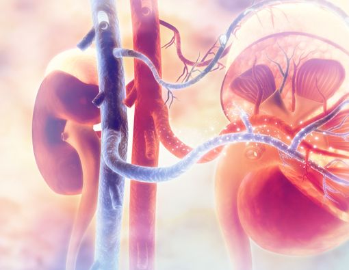 Awas, 7 Kebiasaan Ini Bisa Merusak Kesehatan Ginjal Anda!