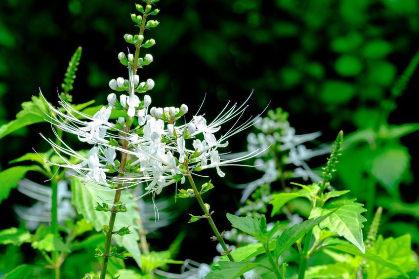 Tanaman Herbal yang Baik untuk Kesehatan Jantung