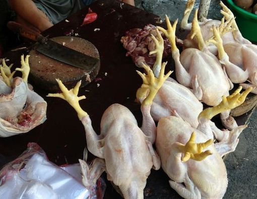 Mana Lebih Sehat, Konsumsi Ayam Kampung atau Ayam Negeri?