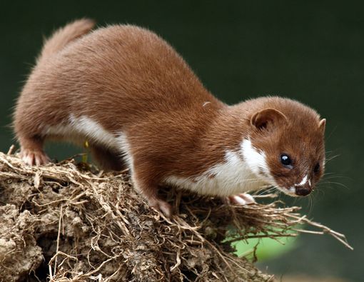 Awas, Virus Corona Bisa Bermutasi dan Menular dari Cerpelai!