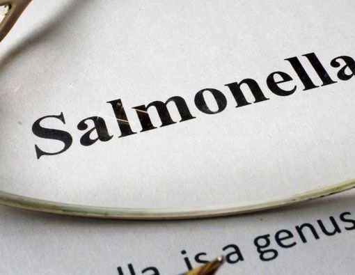 Bahaya Keracunan Salmonella pada Anak dan Cara Mengatasinya