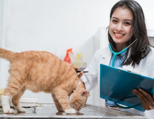 Bahaya Penyakit dari Kucing