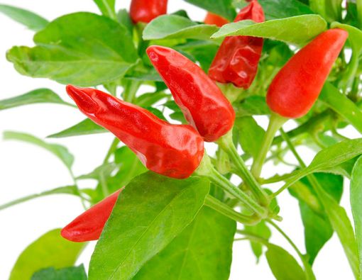 Ini Manfaat Sehat Daun Cabai