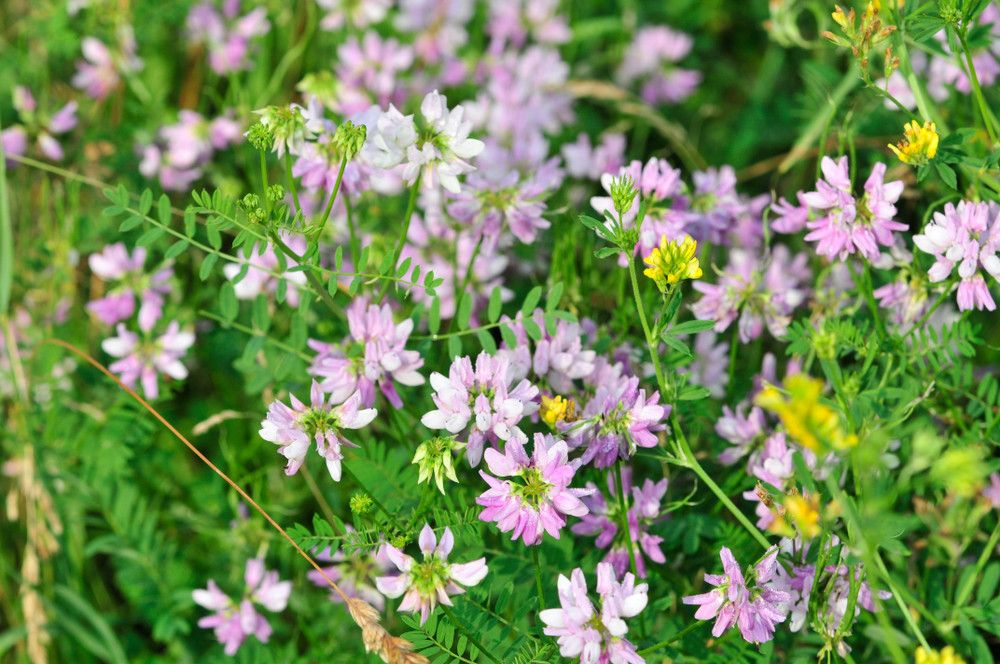 Kenali Manfaat Astragalus untuk Kesehatan