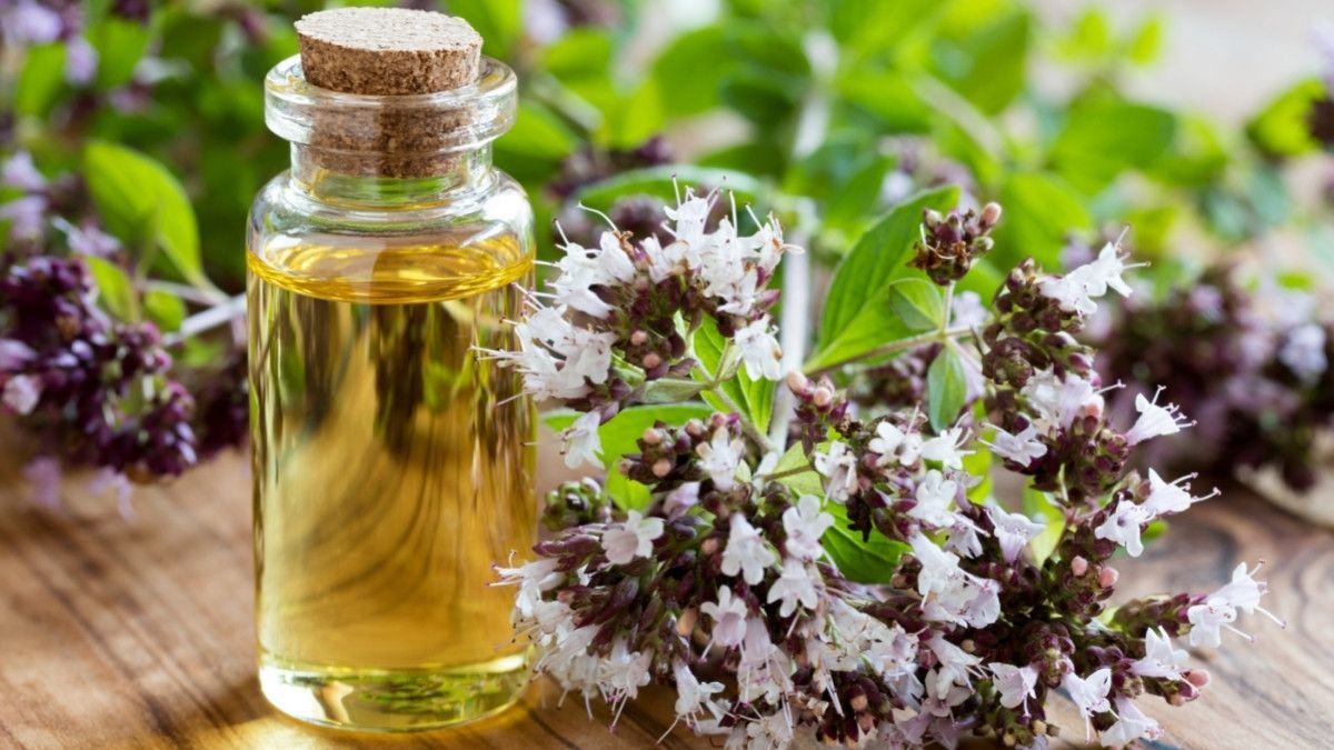 Manfaat Minyak Oregano untuk Atasi Gangguan Pencernaan