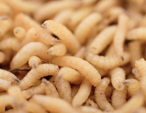 Maggot Therapy, Perawatan Luka Diabetes Pakai Belatung