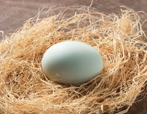 Tidak Disangka, Ini Manfaat Luar Biasa dalam Sebutir Telur Bebek