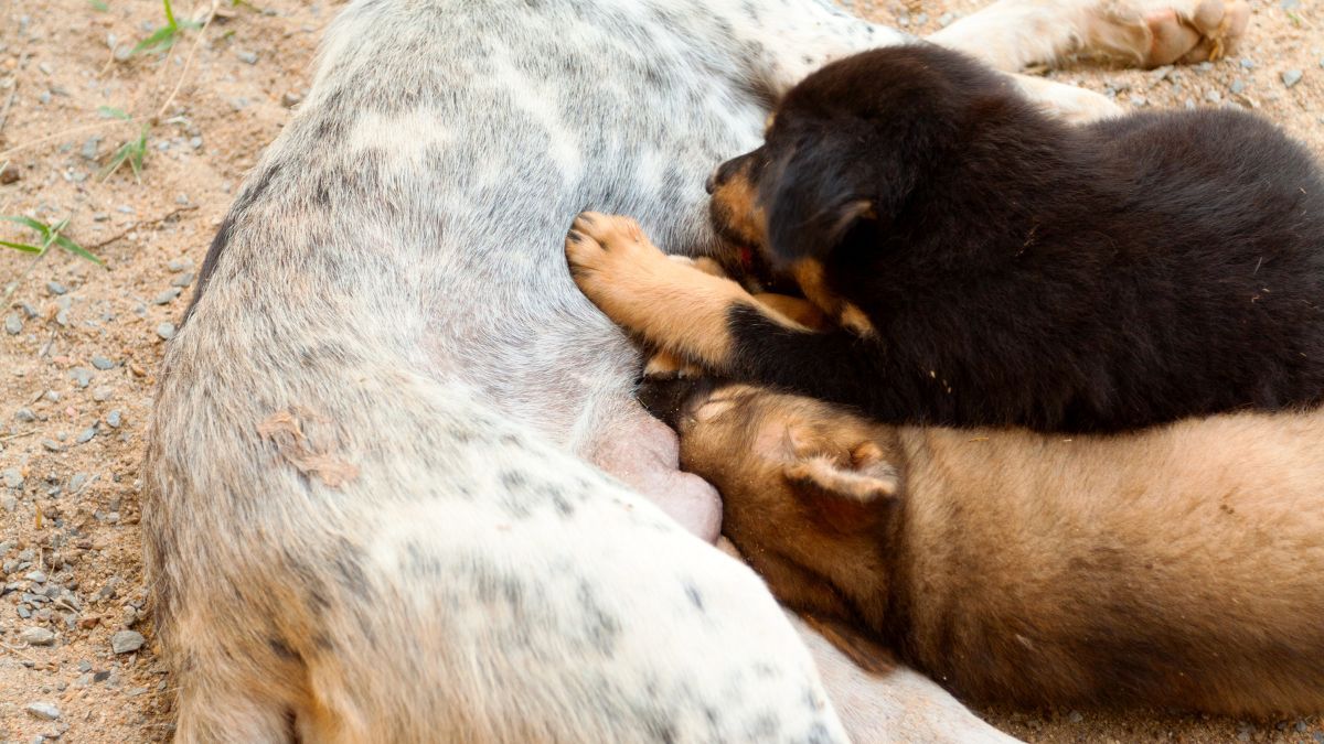 Penularan dari Induk ke Anak