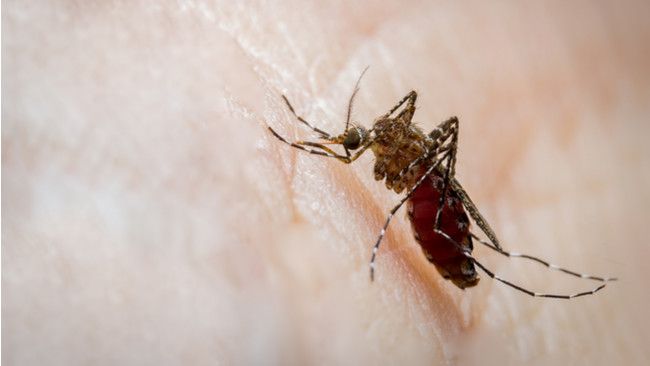 Evolusi Terbaru Virus Demam Berdarah