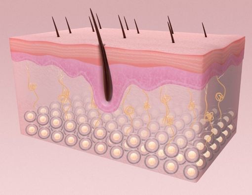 Mengenal Struktur Kulit Manusia