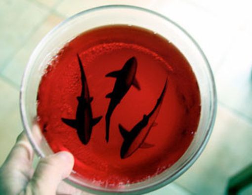 Hiu Sembuhkan Hepatitis C