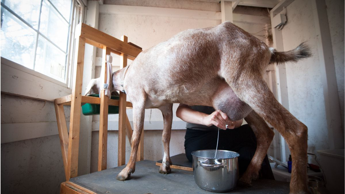 Tak Kalah Sehat, Ini 15 Manfaat Susu Kambing untuk Tubuh