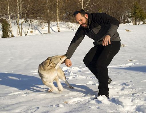 Pertolongan Pertama untuk Korban Digigit Anjing